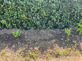 Neue Pflanzen wachsen in einem ausgehobenen Beet vor einer grünen Hecke.