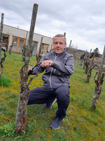 Ein Mann kniet zwischen Weinreben in einem Weinberg. Er trägt eine graue Jacke und blickt zur Kamera. Im Hintergrund sind einige Gebäude und weitere Reben zu sehen. Der Boden ist grün und das Wetter wirkt bewölkt.