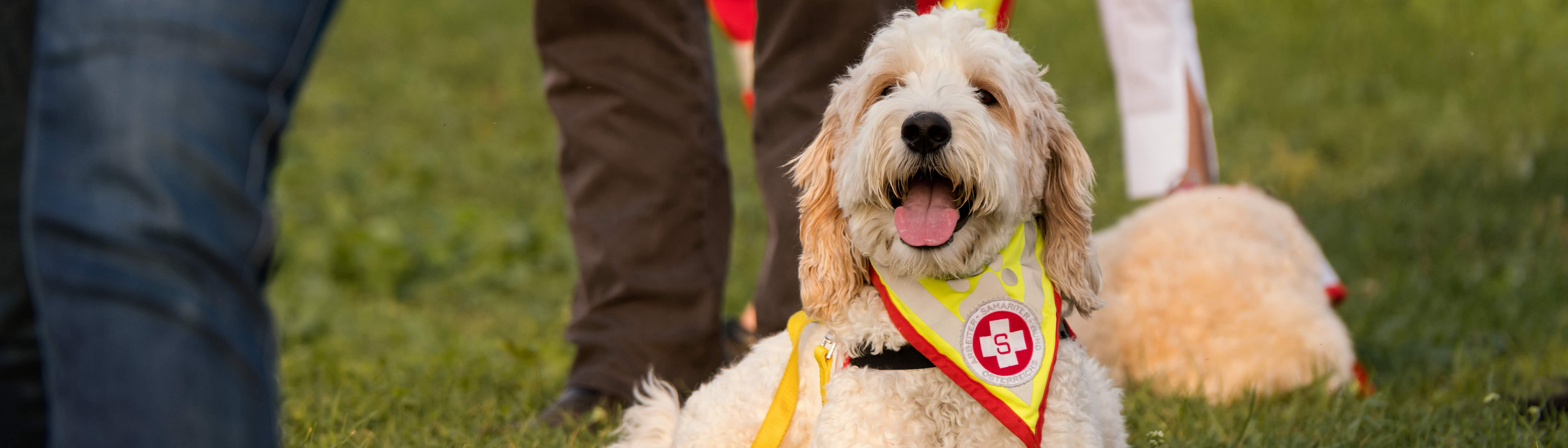 Besuchshund des Samariterbunds beim Training