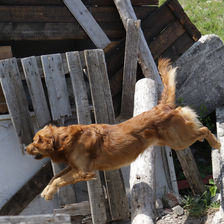 Rettungshund Finn während eines Sprungs