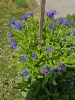 Ein blühender Strauch mit vielen leuchtend blauen Blüten und grünen Blättern. In der Mitte befindet sich ein Pfahl, der den Strauch stützt. Im Hintergrund sind weitere Pflanzen und ein Gehweg sichtbar.