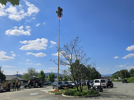 Eine hohe, geschmückte Birke steht auf einem Parkplatz unter blauem Himmel.