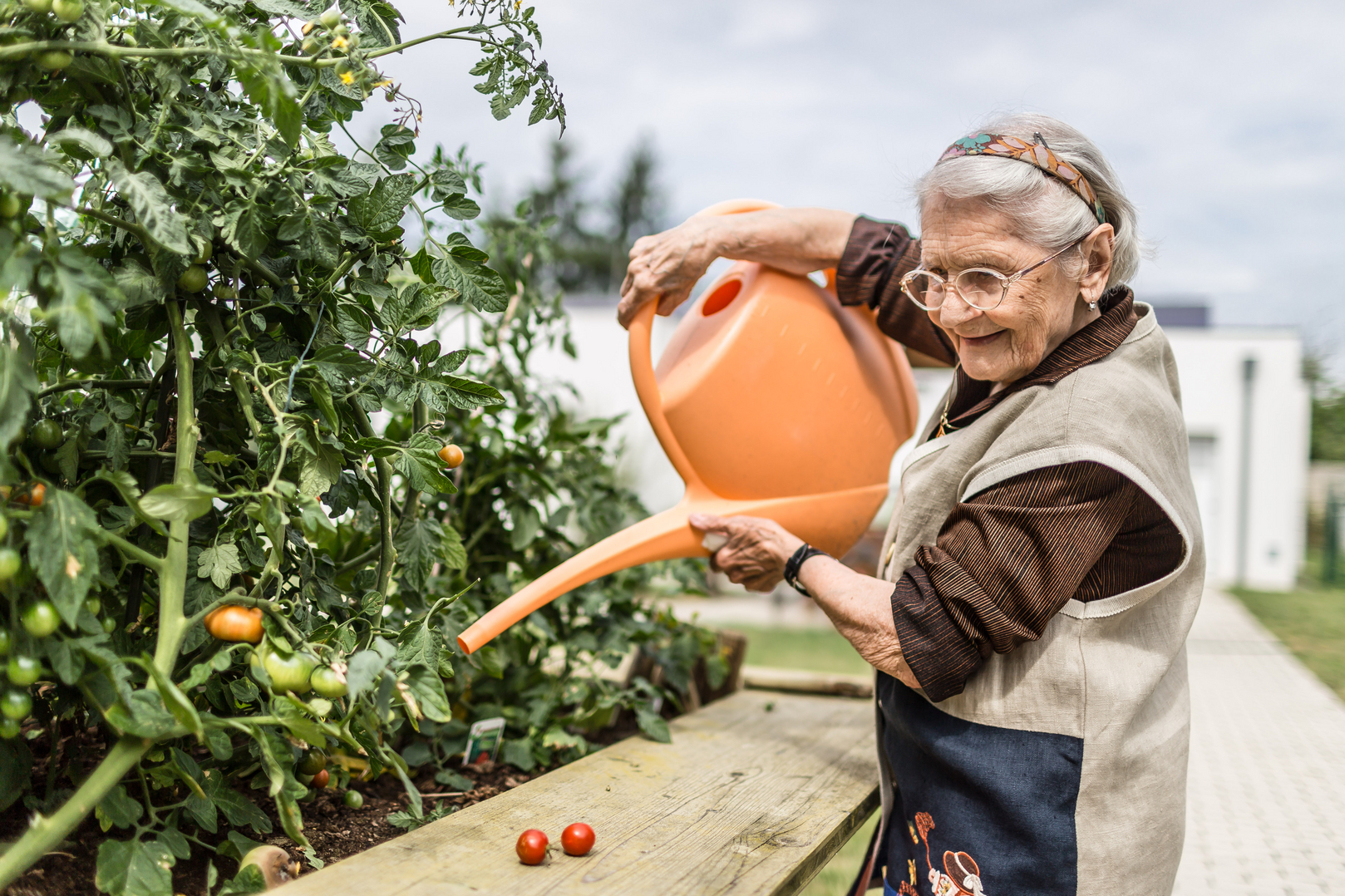 Eine ältere Frau mit Brille gießt Tomatenpflanzen in einem Garten mit einer orangefarbenen Gießkanne. Sie trägt eine Schürze und lächelt, während sie sich um die Pflanzen kümmert.