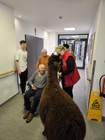 Ein Senior sitzt im Rollstuhl und interagiert mit einem Lama.