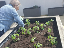 Eine Person pflegt junge Pflanzen in einem Gartenbeet aus Holz.