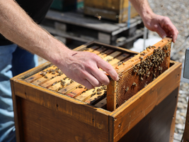 Zwei Hände heben eine Bienenwabe hoch