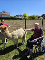 Ein älterer Mann sitzt im Rollstuhl und streichelt ein Alpaka. Neben ihm steht eine Frau, die ihm freundlich zuschaut. Im Hintergrund sind ein Zaun und ein Feld sichtbar, und der Himmel ist klar und sonnig.