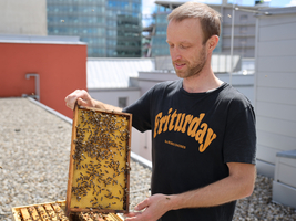 Ein Mann hält eine Bienenwabe in Händen