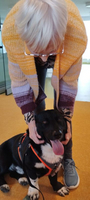 Eine Frau kniet sich zu einem schwarzen Hund mit leuchtendem Geschirr.
