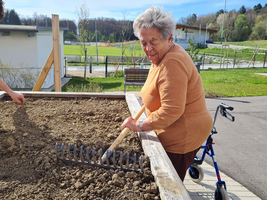 Eine ältere Frau bearbeitet mit einer Harke einen Gartenbeet.