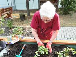 Eine ältere Person pflanzt Erdbeeren in einem Hochbeet.