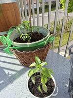 Zwei Pflanzen auf einem Balkon. Eine grüne Pflanze in einem runden, weißen Topf steht vorne, während im Hintergrund ein größerer, runder Korb mit einer Tomatenpflanze sichtbar ist. Der Boden ist dunkel und erdig.