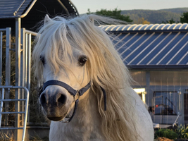 Ein weißes Pony mit langem, blonden Haar steht im Vordergrund. Es trägt ein Halfter und blickt direkt in die Kamera. Im Hintergrund sind ein Stall und eine eingezäunte Fläche sichtbar, unter blauem Himmel mit sanften Hügeln.