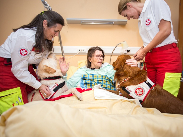 Therapiehund besucht Patientin in einem Krankenhaus