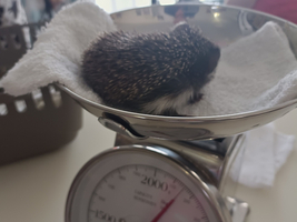 Ein Igel liegt auf einer digitalen Waage, die auf einem Tisch steht. Der Igel ist in ein kleines Handtuch gewickelt. Im Hintergrund sind verschwommene Silhouetten von Personen zu sehen.