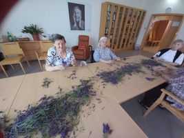 Ältere Frauen sortieren Lavendel an einem Tisch in einem Gemeinschaftsraum.