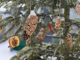 Futter für Vögel: Tannenzapfen und getrocknete Obstscheiben am Baum.